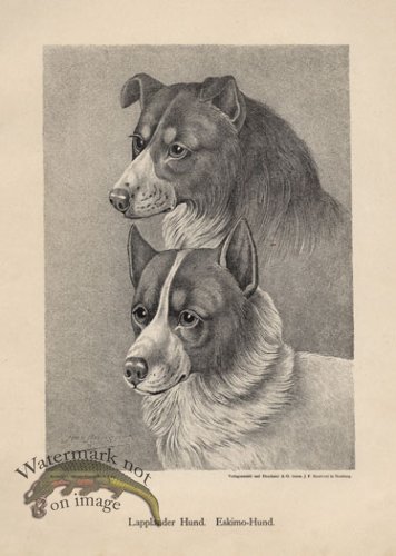 (image for) 1890s Dogs 07