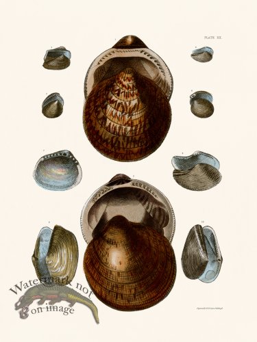 (image for) Cpt Brown Shell 20