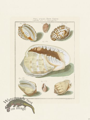 (image for) Martini Shells 018