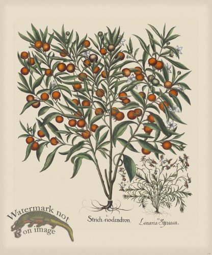 (image for) Besler 149 Colored B2