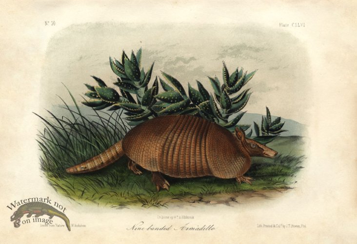 (image for) Nine banded Armiadillo