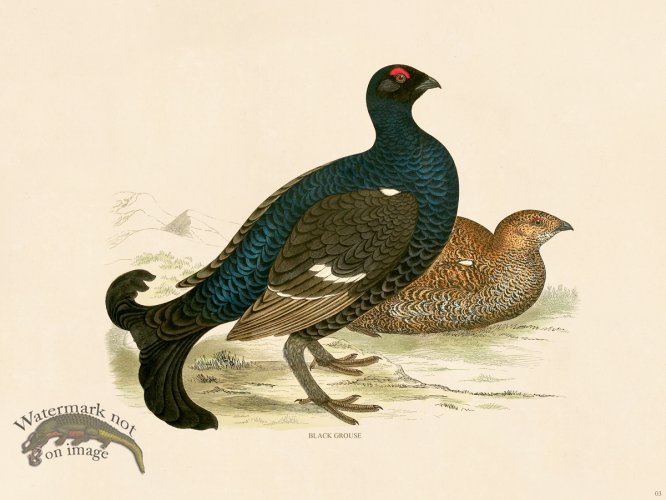 (image for) 03 BGB Black Grouse