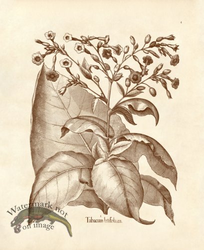 (image for) Besler 04 Tobacco