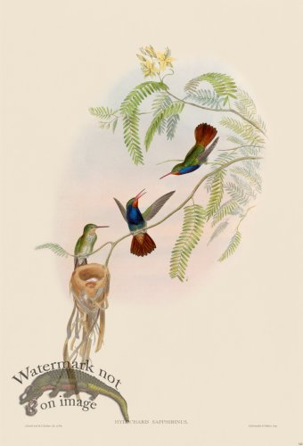 (image for) Gould Hummingbird 342