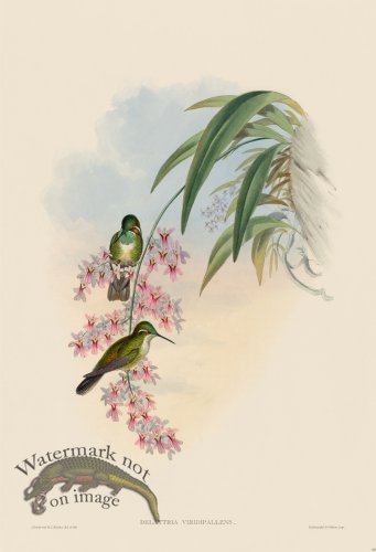(image for) Gould Hummingbird 063
