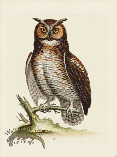(image for) Edwards 060 Great Horned Owl