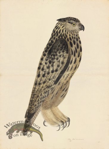 EAGLE OWL . PL 8