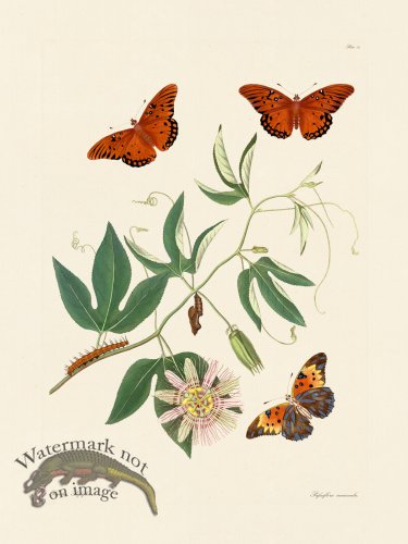 (image for) Abbot Butterfly 012