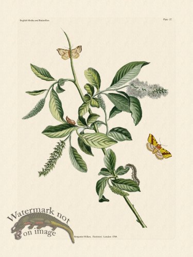 (image for) Wilkes Butterflies 017