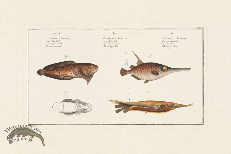 (image for) BLOCH FISH 123