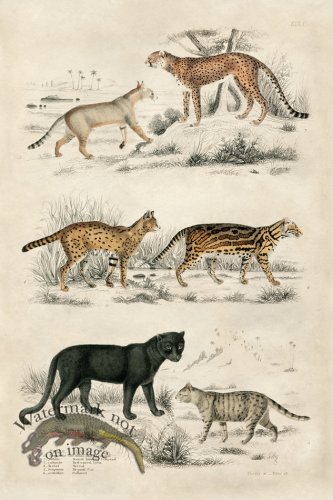 (image for) EJNH Cats 04