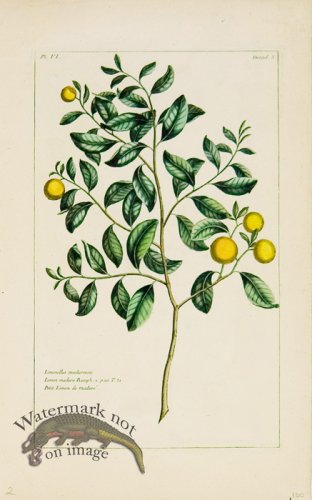 (image for) Buchoz Bot 24