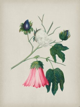 Andean Botanicals 029