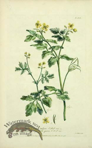 (image for) Philip Miller 054