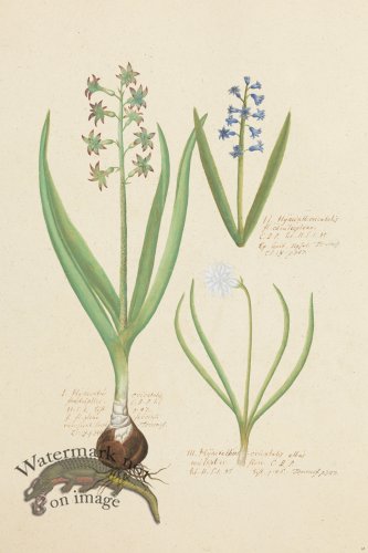 (image for) Blomboken 018