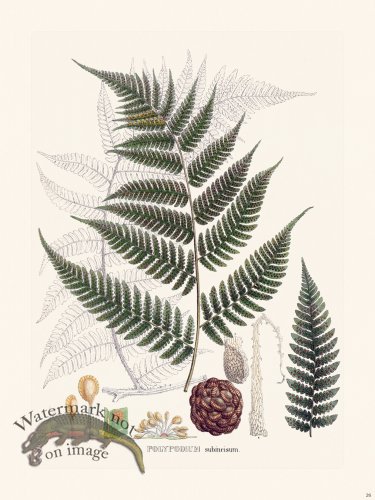 (image for) Ferns of Brazil 26