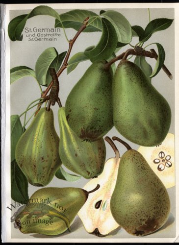 (image for) Fruit 31