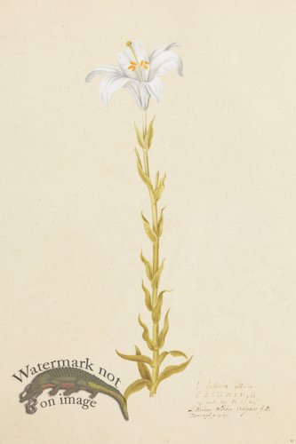 (image for) Blomboken 037