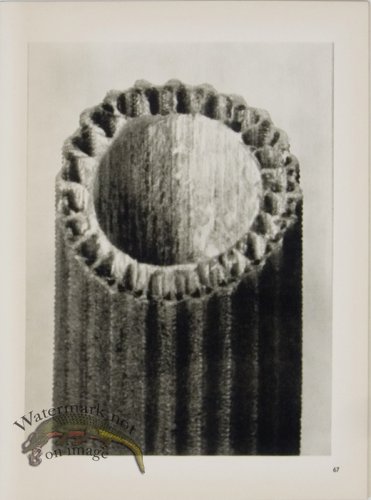 (image for) Blossfeldt T 067