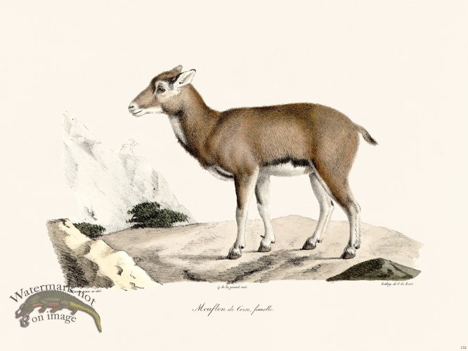 Cuvier 152 Corsican Mouflon