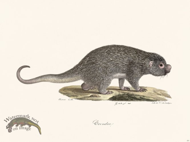 (image for) Cuvier 251 Coendou