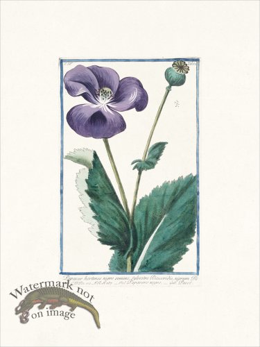 (image for) Bonelli 362 Poppy
