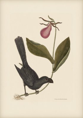 207 Razor Billed Black Bird