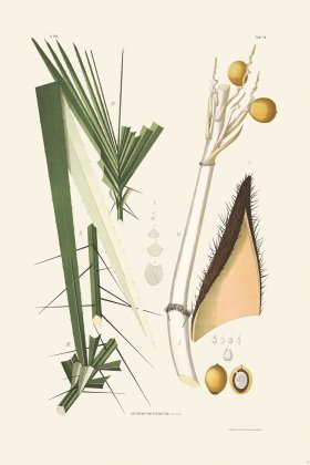 Rodrigues Palm Front 049