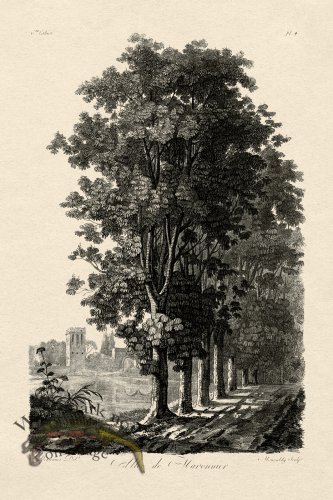 (image for) Defiennes Tree 04