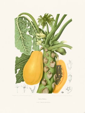 Horticulture of Java 39