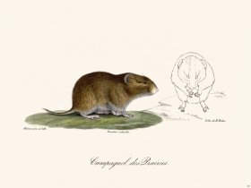 Cuvier 305 Eampagnd Des Lrairies