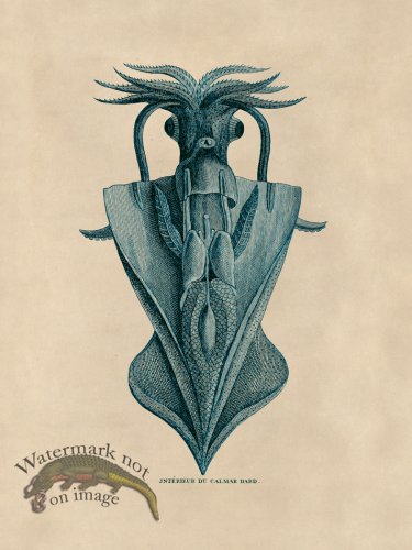 (image for) Octopus Teal 33