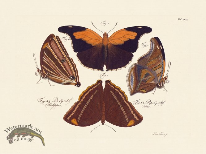 (image for) Jablonsky Butterfly 035