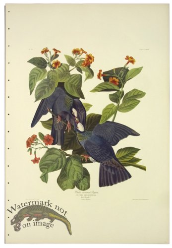 (image for) White-crowned Pigeon L.E.