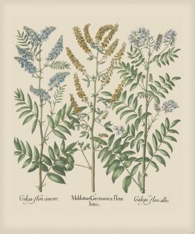 Besler 273 Colored B2