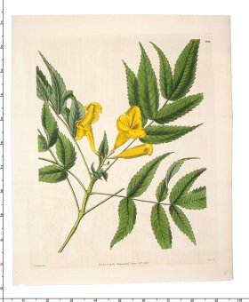 Curtis Botanical 074