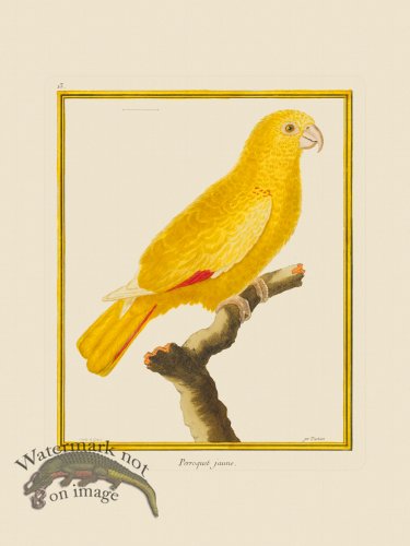 (image for) Martinet Bird 013