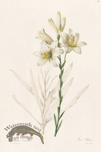 (image for) Les Liliacees Redoute 199