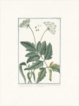 Bonelli 502 Hartwort