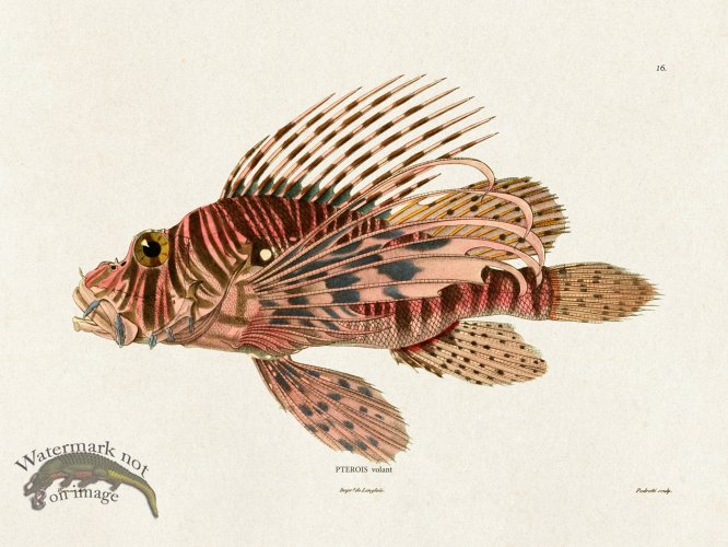 (image for) Werner Fish 016