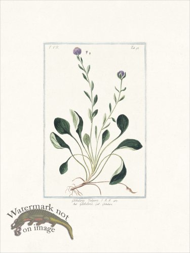(image for) Bonelli 697 Common globe daisy