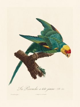 Barraband Parrot 033
