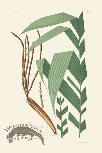 (image for) Rodrigues Palm Front 004