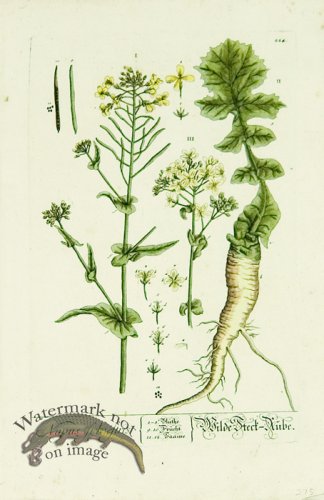 (image for) Blackwell German 198