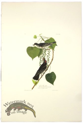 (image for) Tyrant Fly-Catcher