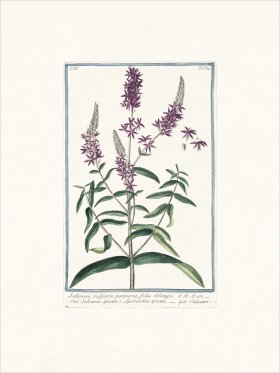 Bonelli 384 Purple Loosetrife