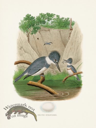 (image for) Thomas Gentry Bird 01