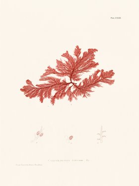 Bradbury Seaweed 123