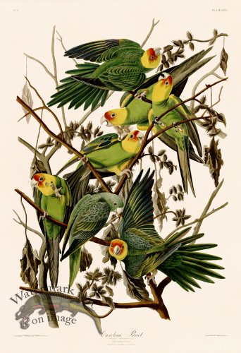 (image for) 026 Carolina Parrot