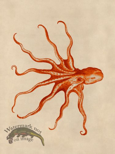 (image for) Octopus Orange 29